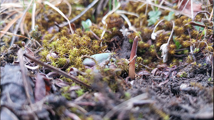 一口山野的饋贈:鮮冬蟲夏草的味道密碼