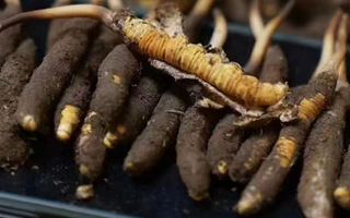 探尋新鮮冬蟲夏草的采挖黃金期：自然節律中的珍貴饋贈