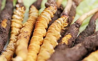 冬蟲夏草：曬干食用還是鮮食更優？