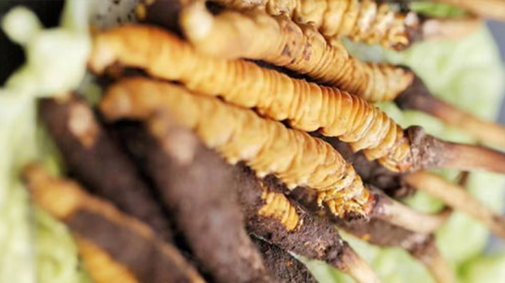 冬蟲夏草鮮草能賣多久？多因素影響下的售賣周期解析