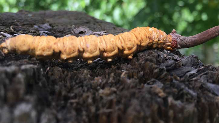 正宗野生<a href=http://www.dongtai1982.com/jiage/ target=_blank class=infotextkey>蟲草多少錢</a>一斤