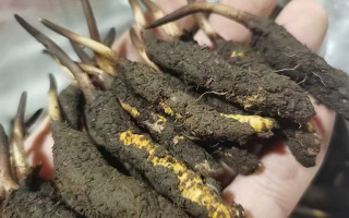 鮮冬蟲夏草急凍能放多久？科學保存全解析