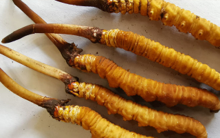 鮮冬蟲(chóng)夏草常溫能放多久？一文讀懂保存秘籍