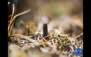 蟲草采挖季：雪域高原的生態饋贈