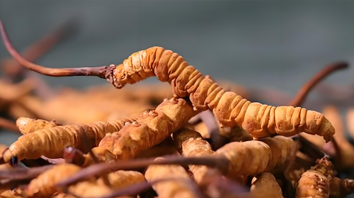 老人可以喝冬蟲夏草嗎?一文讀懂