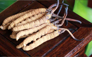 女孩家種冬蟲夏草好嗎？深度剖析種植可行性