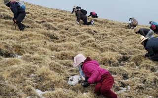 揭秘冬蟲夏草的黃金采摘季：時間、地域與品質的微妙關系? ? ? ?