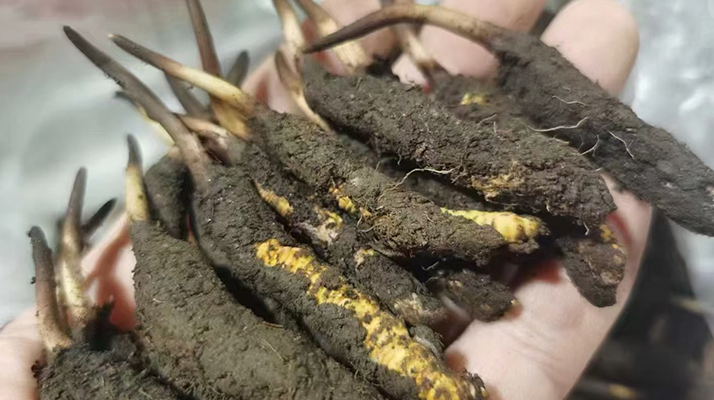 探秘鮮冬蟲夏草:自然孕育的神奇瑰寶