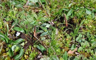 鮮冬蟲夏草的神奇功效：大自然的養生饋贈? ? ? ?