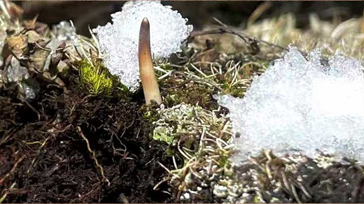 探秘雪域珍寶:最大的新鮮<a href=http://www.dongtai1982.com/ target=_blank class=infotextkey><a href=http://www.dongtai1982.com/s/nqcc/ target=_blank class=infotextkey>那曲冬蟲夏草</a></a>