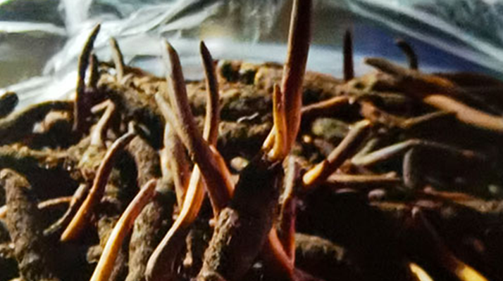 新鮮冬蟲夏草保存全攻略：鎖住營養(yǎng)，延長鮮味