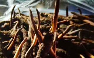 新鮮冬蟲夏草保存全攻略：鎖住營養，延長鮮味