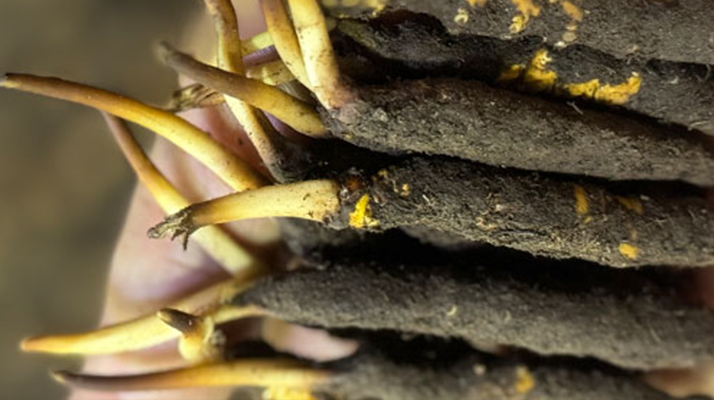 冬蟲夏草泡水喝，一次泡幾根最合適？