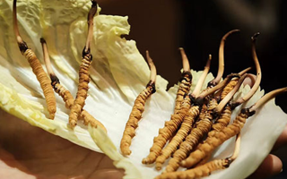 冬蟲夏草為何鮮的好？深度解析鮮蟲草的獨(dú)特優(yōu)勢