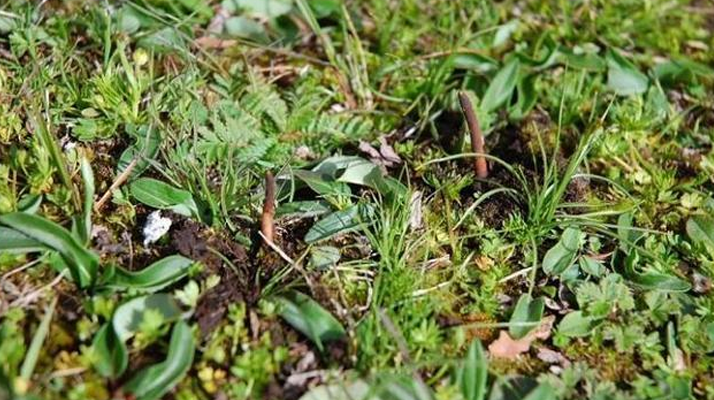 冬蟲夏草鮮草好不好喝？探尋獨特的味覺體驗