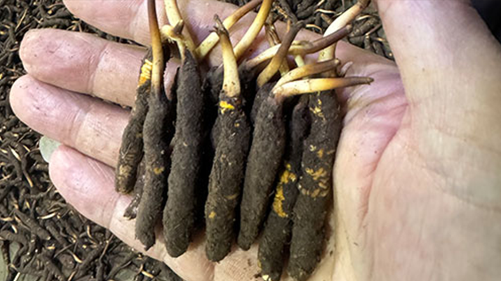 尋草之旅:踏上尋找<a href=http://www.dongtai1982.com/xinxian/ target=_blank class=infotextkey>新<a href=http://www.dongtai1982.com/xinxian/ target=_blank class=infotextkey>鮮冬蟲夏草</a></a>的征程