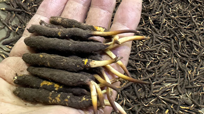 冬蟲夏草燉湯真能提鮮?揭開滋補食材的味覺密碼