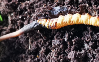 冬蟲(chóng)夏草干草與鮮草的差異與選擇