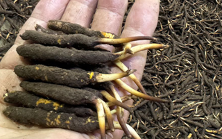 冬蟲夏草燉湯真能提鮮？揭開滋補食材的味覺密碼