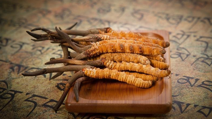 探秘冬蟲夏草鮮草的獨特模樣
