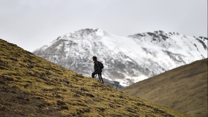 雪域珍寶:探秘鮮那曲冬蟲夏草的獨特魅力