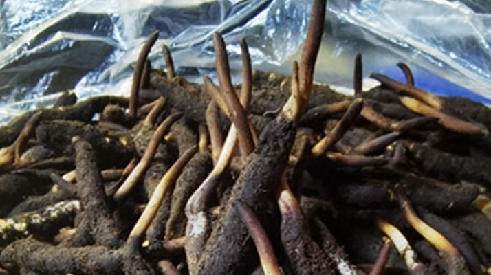 新鮮冬蟲夏草能放多久吃?一文掌握儲(chǔ)存與食用期限