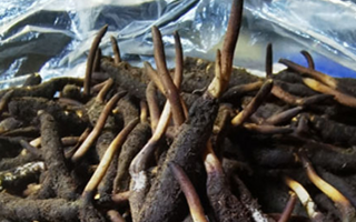 新鮮冬蟲夏草能放多久吃？一文掌握儲(chǔ)存與食用期限