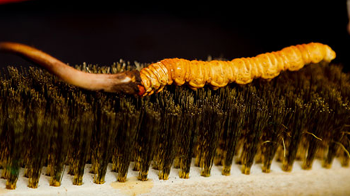 鮮冬蟲夏草什么口感最好？探尋舌尖上的滋補美味? ? ? ?