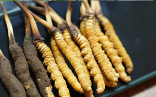 鮮冬蟲夏草什么季節(jié)最好？滋補時機大揭秘