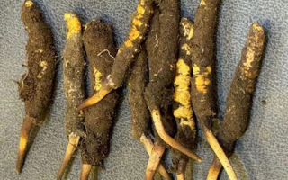 野生冬蟲(chóng)夏草一斤多少錢？多維度價(jià)格解析