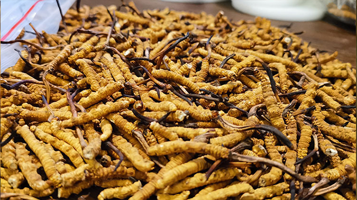 <a href=http://www.dongtai1982.com/ target=_blank class=infotextkey>冬蟲夏草</a>市場價格解碼：從黃金克價到價值迷霧