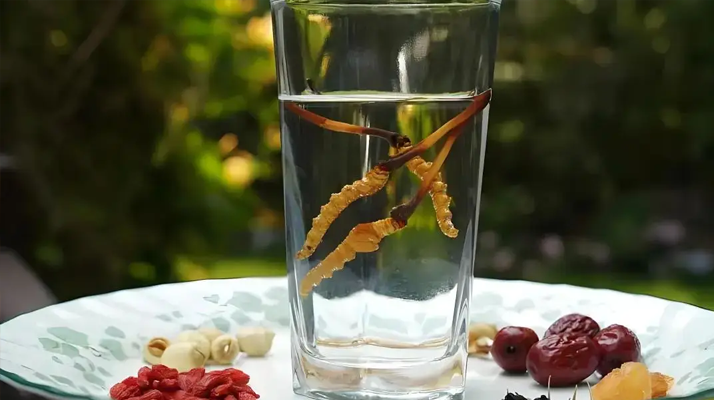 冬蟲夏草泡酒全攻略:千年藥香淬瓊漿