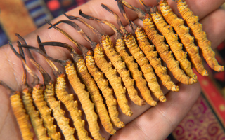 二級冬蟲夏草的價格一克