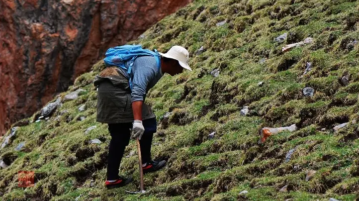 冬蟲夏草什么時候采挖?最佳采挖時節與科學依據