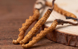 冬蟲夏草現(xiàn)在多少錢一克