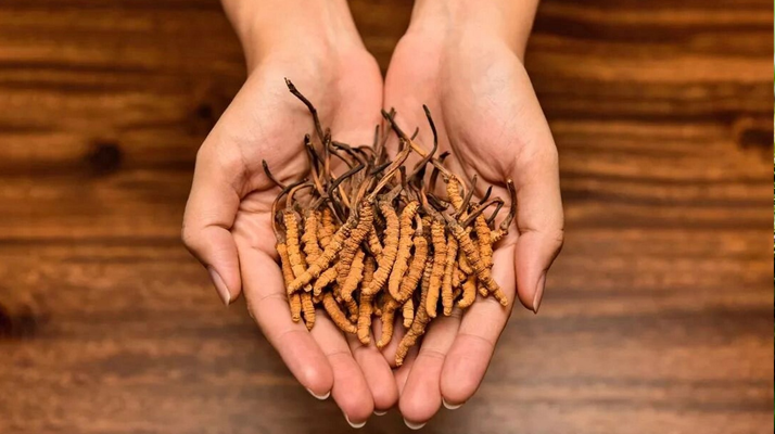 冬蟲夏草的科學儲存方法：鎖住雪域珍寶的活性與價值