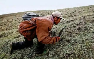 冬蟲夏草產地在哪里