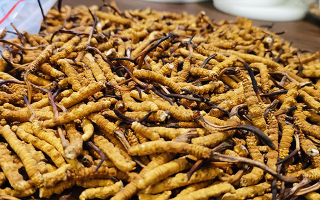 冬蟲夏草的潛在副作用：滋補背后的健康風(fēng)險