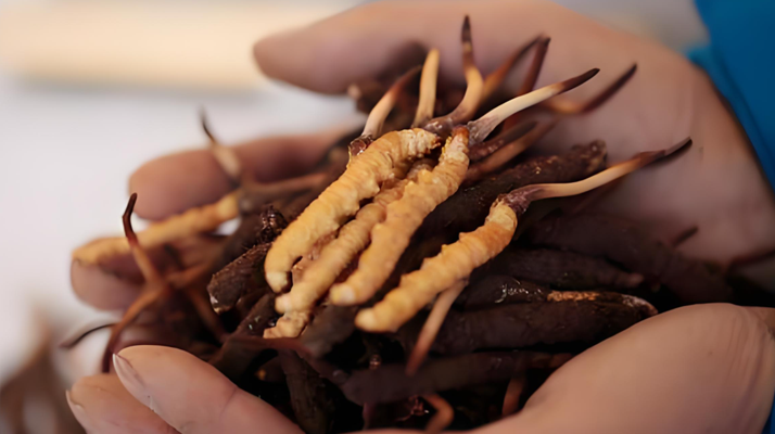 如何保存新鮮的冬蟲夏草