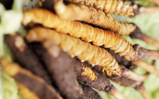 什么季節(jié)挖新鮮冬蟲夏草？把握黃金采挖期