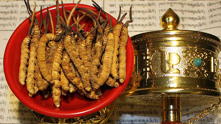 <a href=http://www.dongtai1982.com/gongxiao/ target=_blank class=infotextkey><a href=http://www.dongtai1982.com/gongxiao/ target=_blank class=infotextkey><a href=http://www.dongtai1982.com/yangsheng/ target=_blank class=infotextkey>冬蟲夏草的功效</a></a></a>解析:傳統珍寶的現代價值