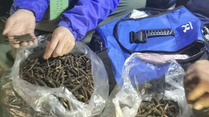 <a href=http://www.dongtai1982.com/xinxian/ target=_blank class=infotextkey>新<a href=http://www.dongtai1982.com/xinxian/ target=_blank class=infotextkey>鮮冬蟲夏草</a></a>的正確食用指南