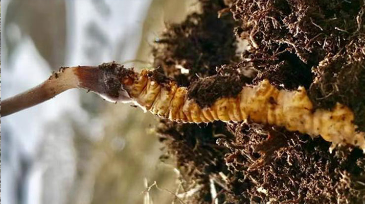 <a href=http://www.dongtai1982.com/xinxian/ target=_blank class=infotextkey>新<a href=http://www.dongtai1982.com/xinxian/ target=_blank class=infotextkey>鮮冬蟲夏草</a></a>干刷技巧全解析