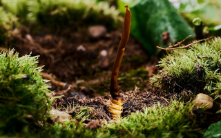 新鮮好的冬蟲夏草怎么吃？解鎖營養滋補新方式?