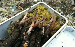 冬蟲夏草怎么辨別養殖的？掌握 5 大鑒別要點