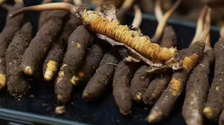 冬蟲夏草適合哪些人群?精準(zhǔn)滋補指南