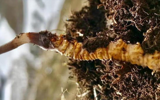 新鮮玉樹冬蟲夏草的科學保存方法