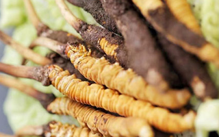 冬蟲夏草適合產后婦女嗎？科學滋補與恢復指南