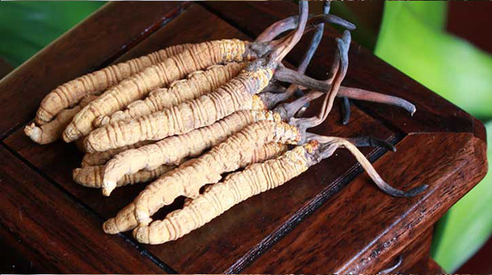 冬蟲夏草與孩子:科學(xué)看待兒童滋補(bǔ)的正確方式