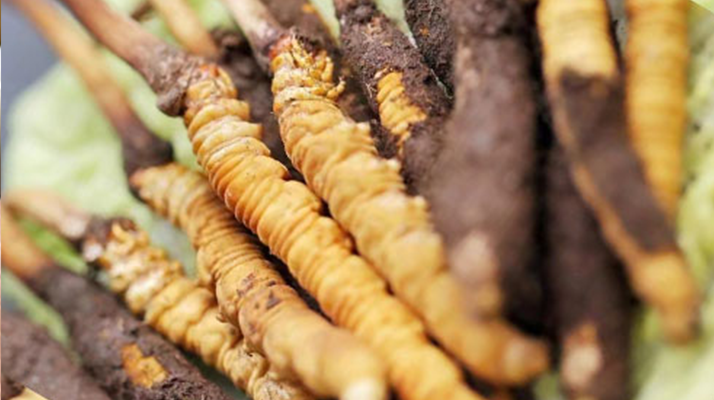 水煮<a href=http://www.dongtai1982.com/xinxian/ target=_blank class=infotextkey>鮮冬蟲夏草</a>的最佳方法:鎖住營養的科學烹煮指南